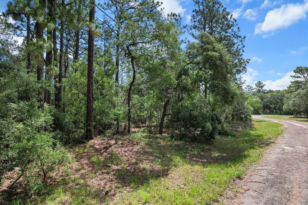 A wooded lot with pine trees and brush sits beside a paved road — 3621 W NORWICK PLACE, CITRUS SPRINGS, FL