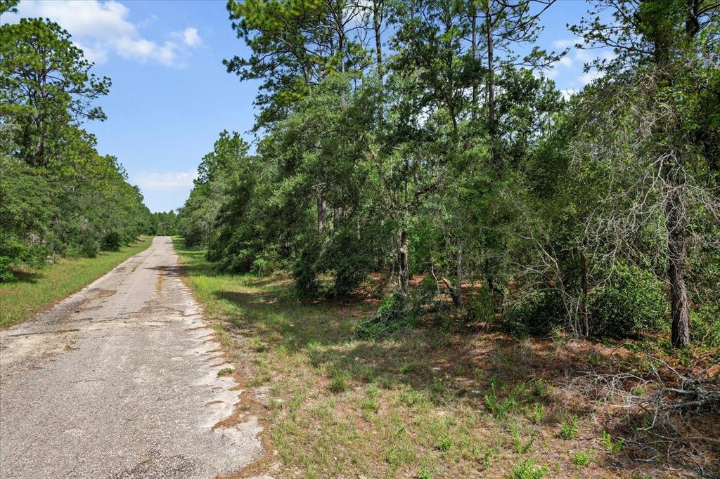 A paved road runs alongside a wooded area with pine and oak trees — 3621 W NORWICK PLACE, CITRUS SPRINGS, FL