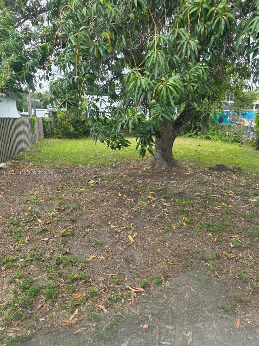 A large mango tree stands in the center of a grassy backyard with a fence — 315 NW 53rd St # 0, Miami FL 33127, MIAMI, FL