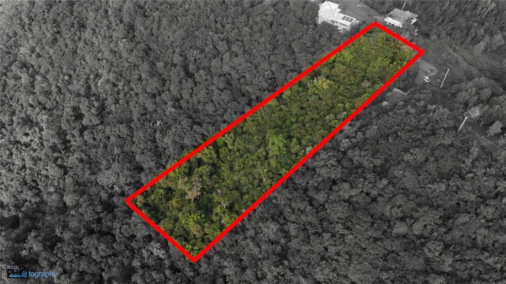 A paved road winds past a large tree with red flowers and scattered fallen petals — PR-715 KM 5.7 INT CERCADILLO, CAYEY, PR
