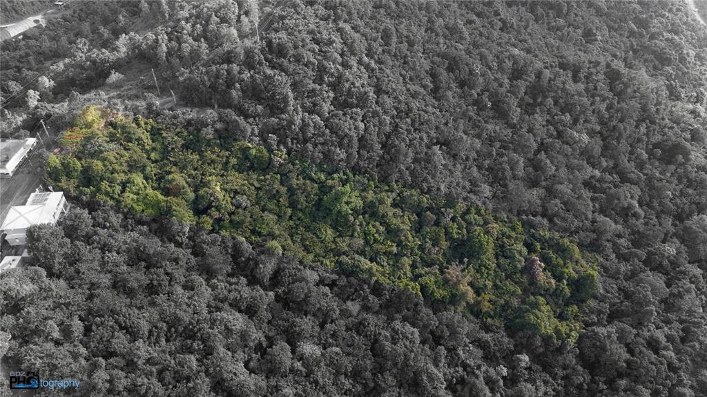 A view of a dense, overgrown tropical forest with lush green foliage and flowering trees — PR-715 KM 5.7 INT CERCADILLO, CAYEY, PR