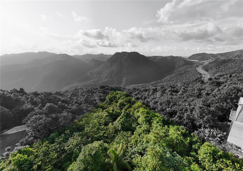 A paved road leads past a gated entrance with a large tree and dense foliage — PR-715 KM 5.7 INT CERCADILLO, CAYEY, PR