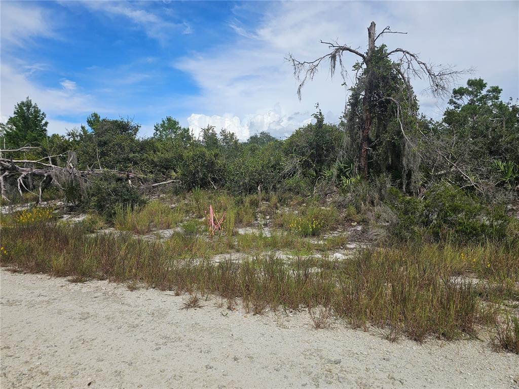 A vacant, sandy lot features native shrubs, tall grasses, and a large, weathered tree — 123 PATTON AVENUE, LAKE PLACID, FL