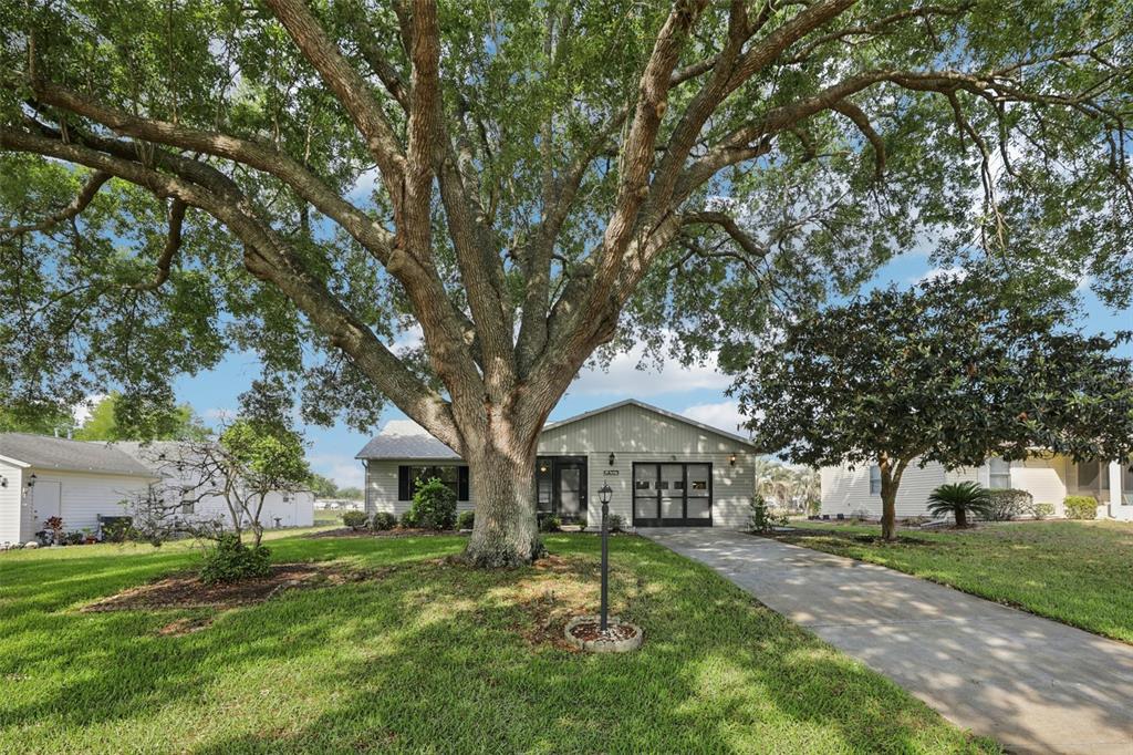 A single-story house with a large oak tree in the front yard and a driveway — 1907 TWEED COURT, LEESBURG, FL