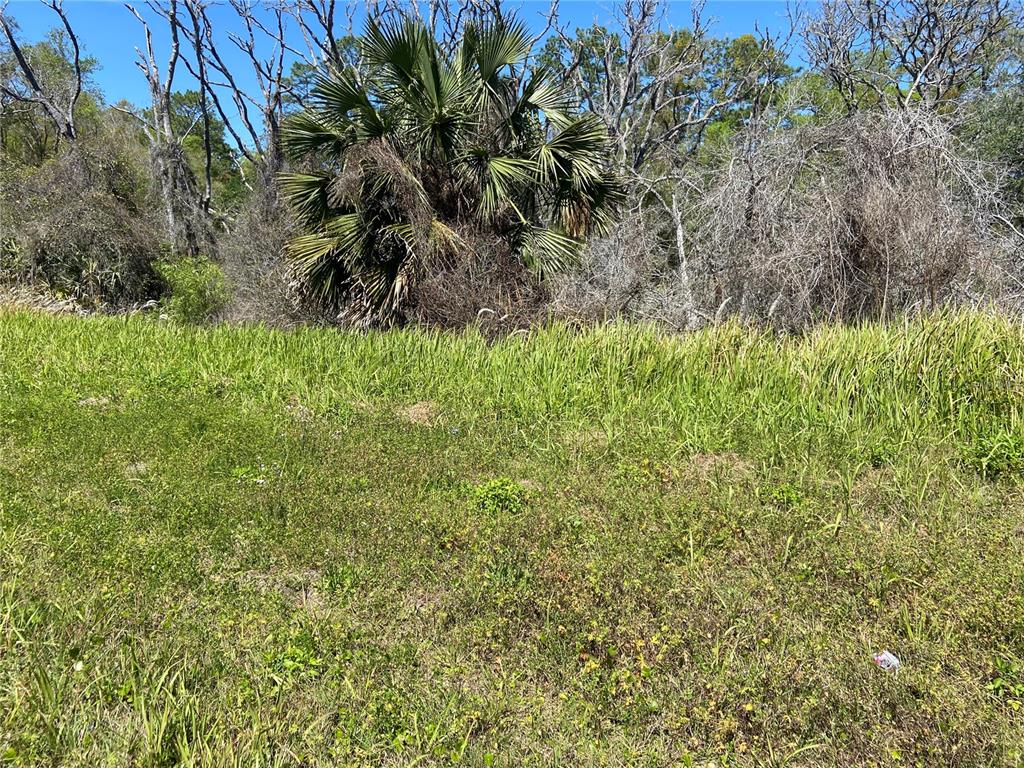 A grassy, undeveloped lot features a large palm tree and dense woods in the background — PARCEL 27 15 30 00 00 0200, DE LEON SPRINGS, FL