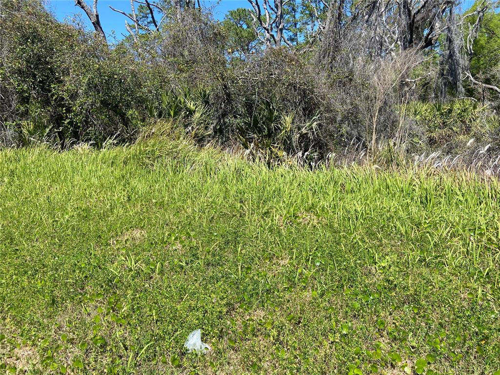 A grassy, undeveloped lot features dense brush and trees in the background under a blue sky — PARCEL 27 15 30 00 00 0200, DE LEON SPRINGS, FL