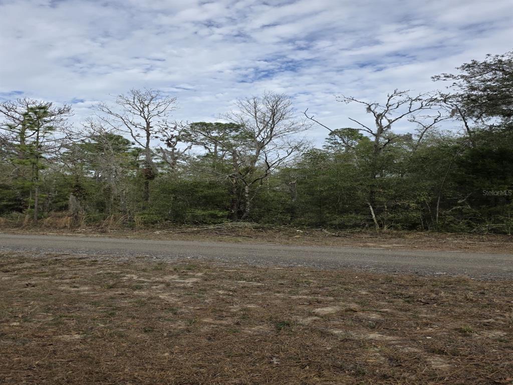 A gravel road runs in front of a wooded lot with scattered trees and brush — SW 141ST COURT, OCALA, FL