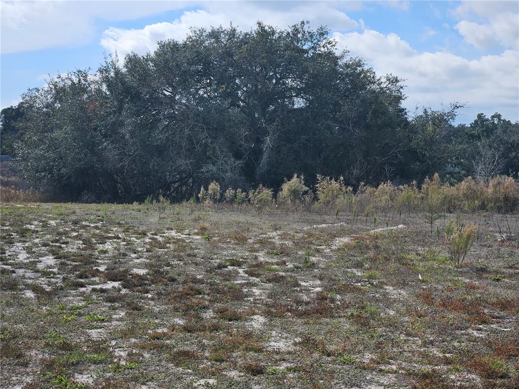A large, mature oak tree stands behind a field of dry grass and sandy soil — 34794 ORCHID PARKWAY, DADE CITY, FL