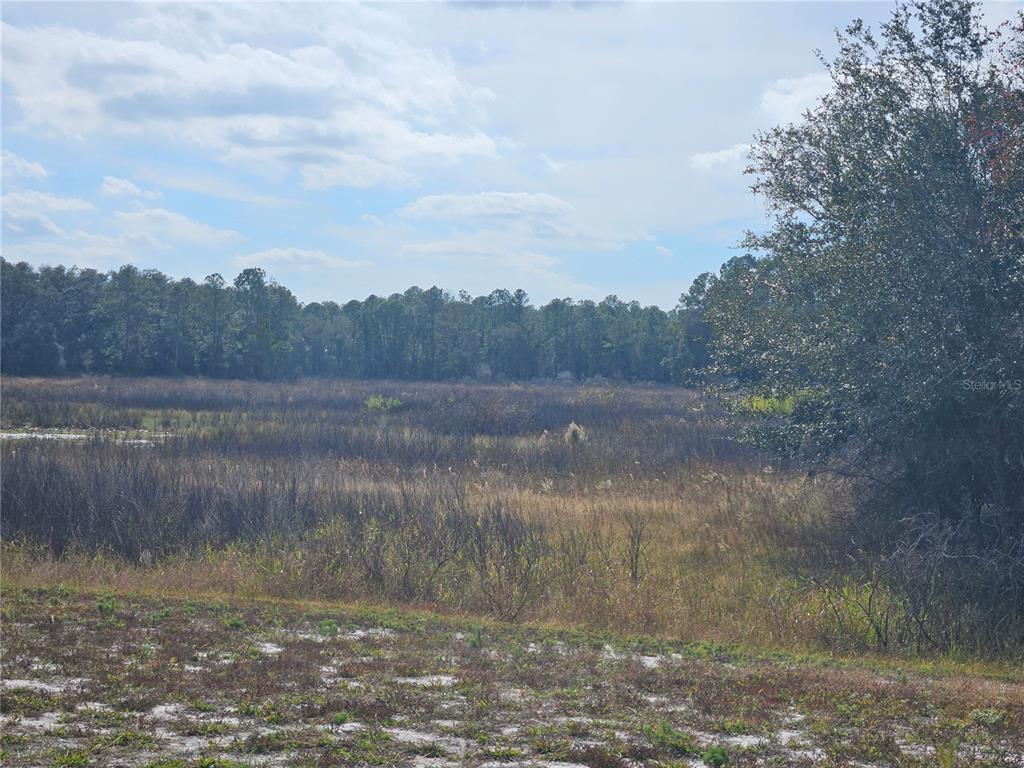 A wide, grassy field leads to a dense forest under a partly cloudy sky — 34794 ORCHID PARKWAY, DADE CITY, FL