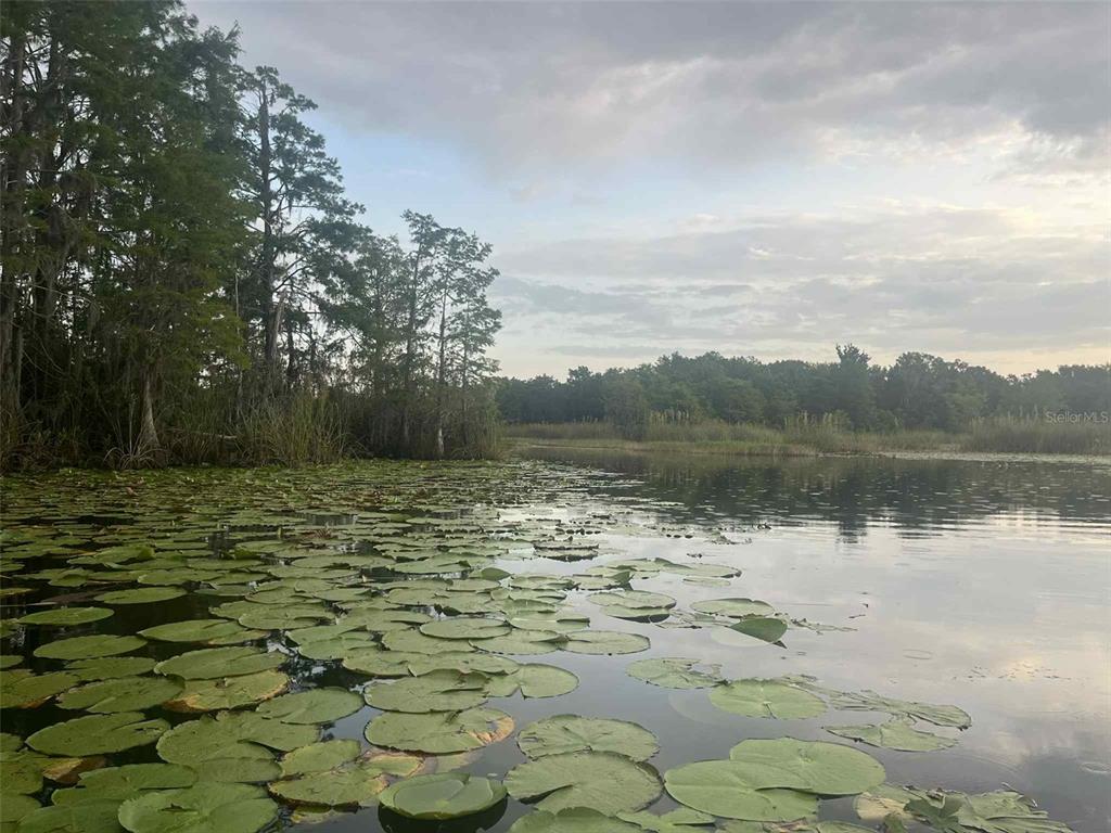 A view of a calm lake filled with lily pads bordered by tall cypress trees — 1135 N JACKADEE POINT, INVERNESS, FL