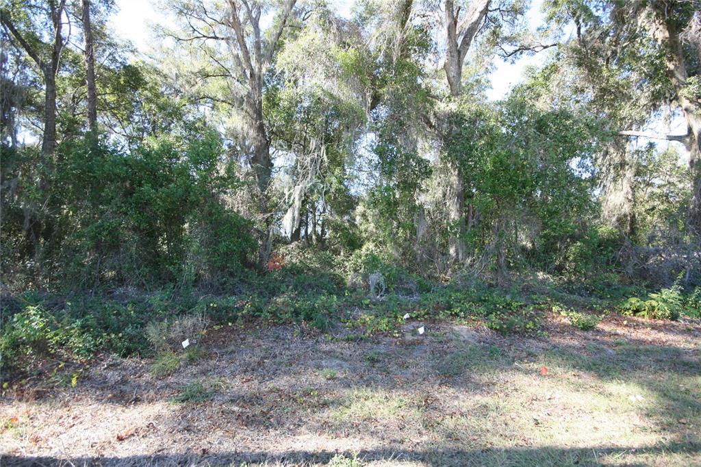 A wooded lot with dense trees and undergrowth features several small survey markers in the foreground — NE 36 AVE TBD, OCALA, FL