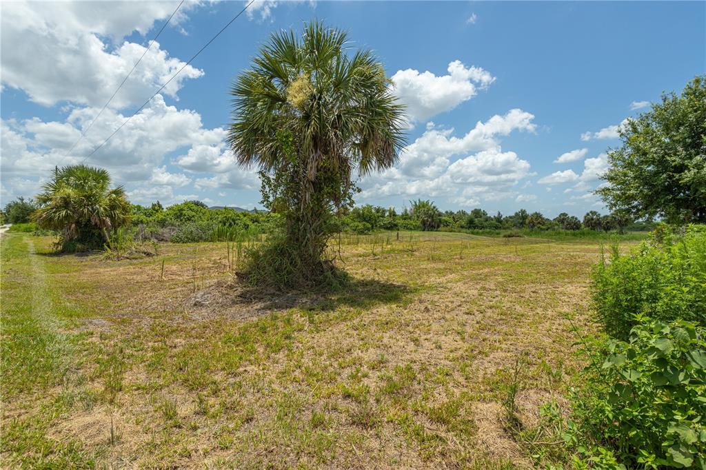 A grassy, open lot features two large palm trees under a blue, cloudy sky — 29051 MARIS DRIVE, PUNTA GORDA, FL