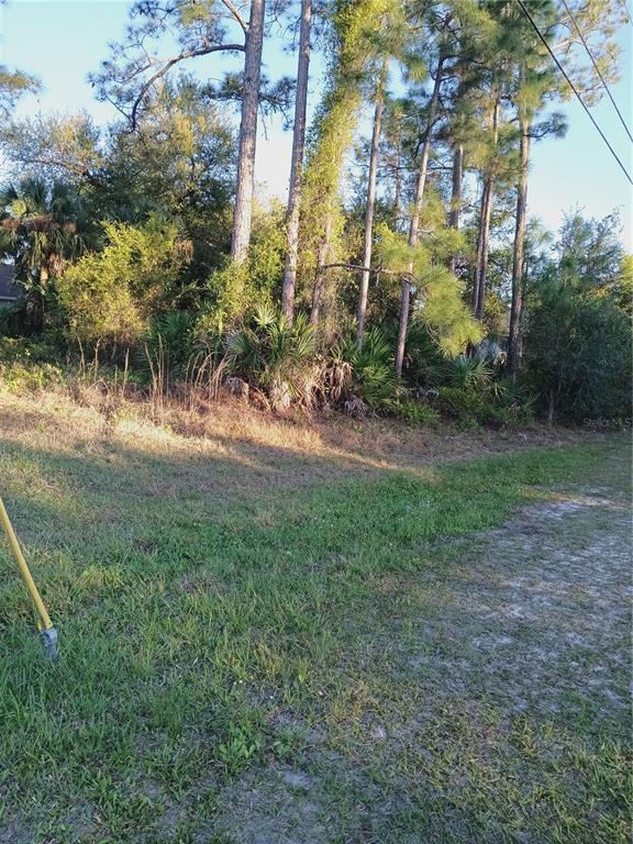 A grassy lot features a line of tall pine trees and dense undergrowth — Lot 1 TROPICAIRE BOULEVARD, NORTH PORT, FL