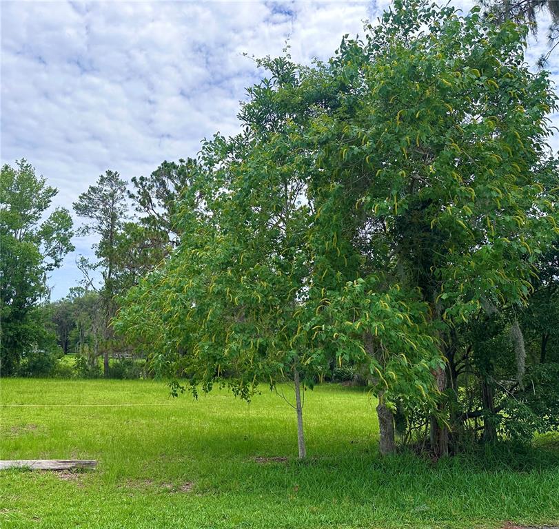 A large, leafy tree with yellow catkins stands in a grassy, open field — 000 SE 197TH PLACE, INGLIS, FL