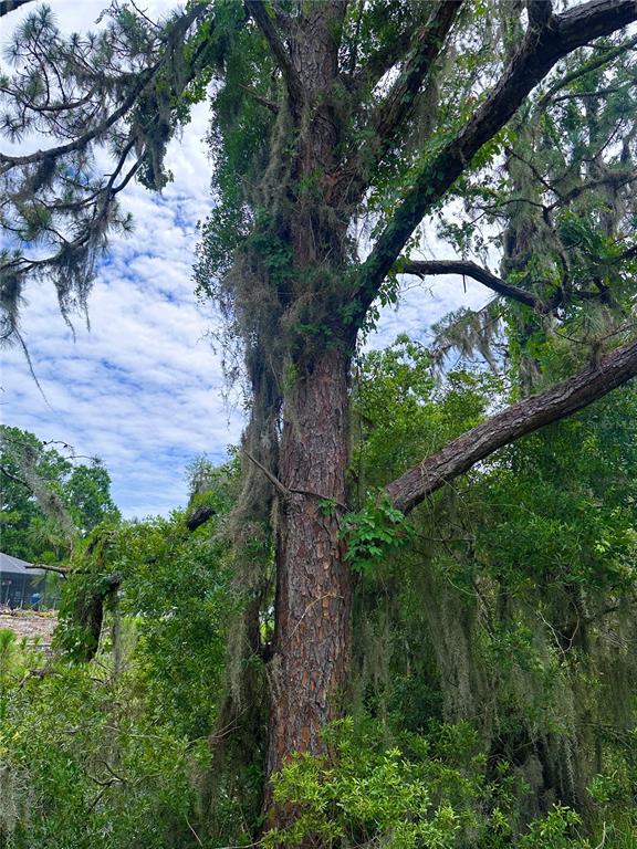A tall pine tree with Spanish moss stands in a wooded outdoor area — 000 SE 197TH PLACE, INGLIS, FL