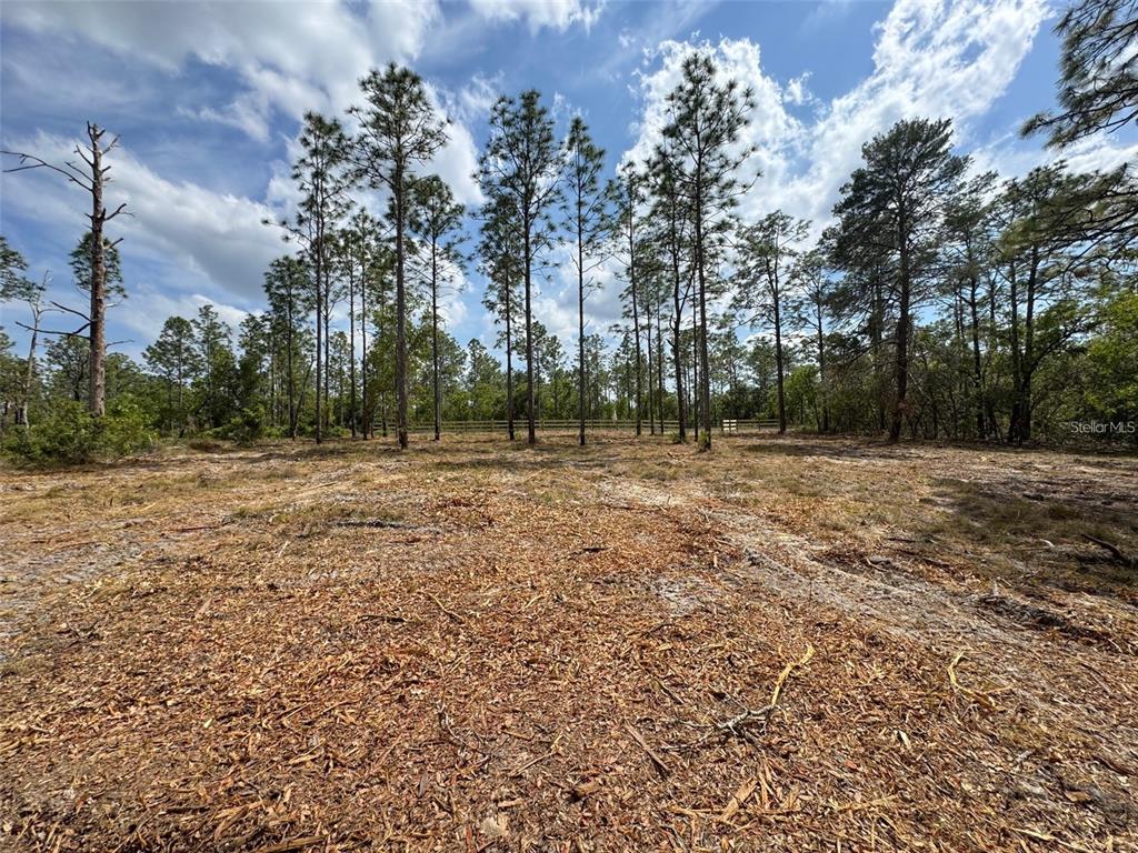 A cleared, sandy lot features scattered wood chips and a line of tall pine trees — SW EDGEWATER BOULEVARD, DUNNELLON, FL