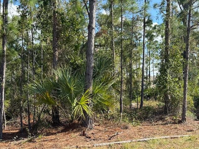 A wooded lot features tall pine trees and palmetto bushes under a blue sky — 142 ALGONQUIN STREET, PORT CHARLOTTE, FL