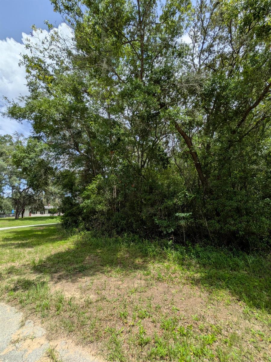 A view of a grassy lot with dense trees and shrubs next to a paved path — 8989 N Conch Terrace, FL 34434, FL