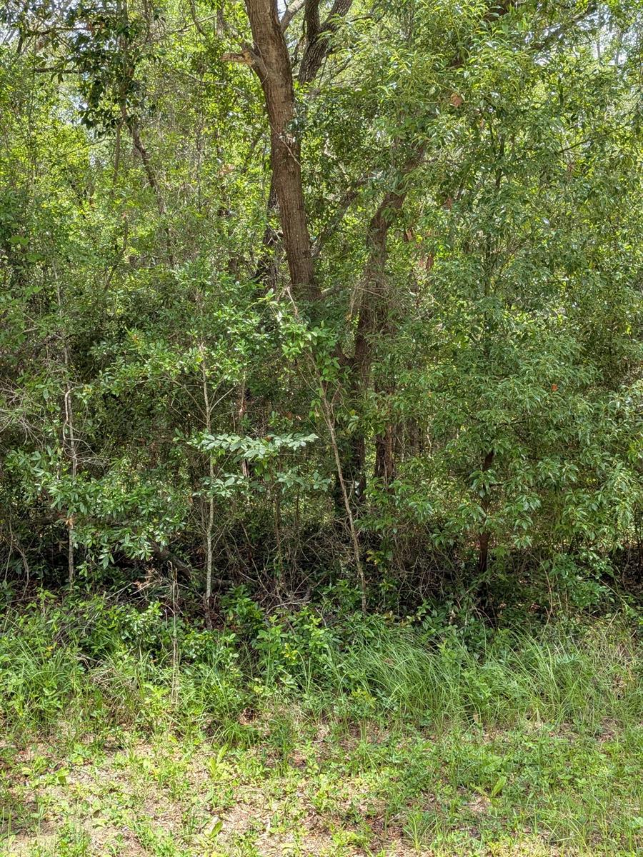 A dense, wooded area with various trees and green foliage under a bright, sunny sky — 8989 N Conch Terrace, FL 34434, FL