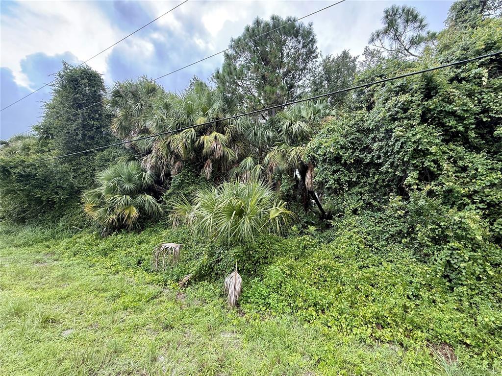 A dense thicket of palm trees and overgrown vegetation sits along a grassy roadside — BALMOR TER, NORTH PORT, FL