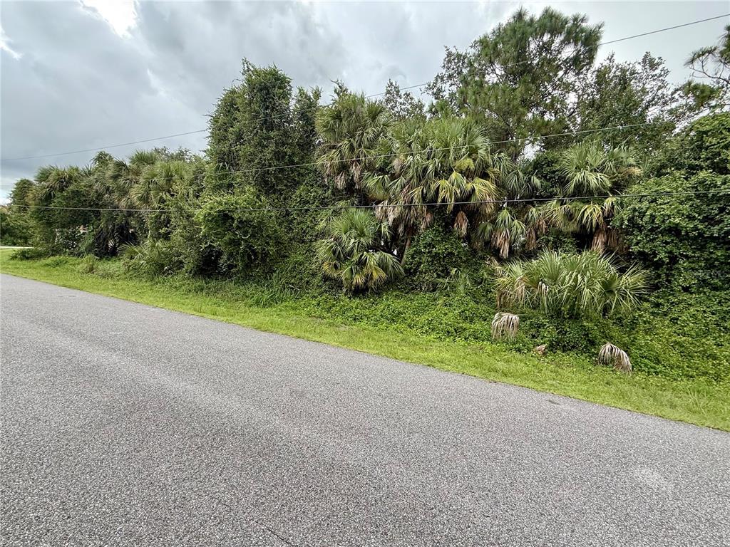 A paved road runs alongside a dense area of palm trees and overgrown vegetation — BALMOR TER, NORTH PORT, FL
