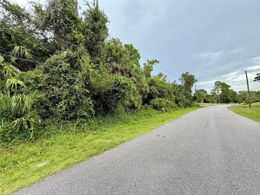 A paved road runs alongside a dense, overgrown area of trees and shrubs — BALMOR TER, NORTH PORT, FL