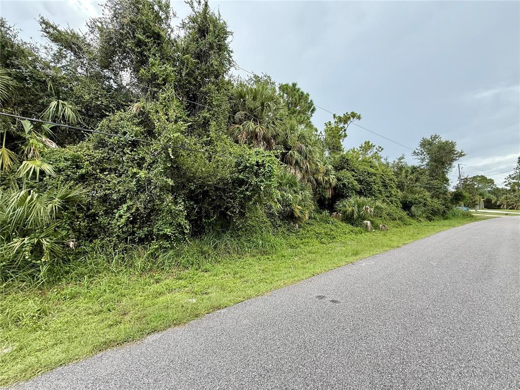 A paved road runs alongside a dense, overgrown wooded lot with power lines overhead — BALMOR TER, NORTH PORT, FL