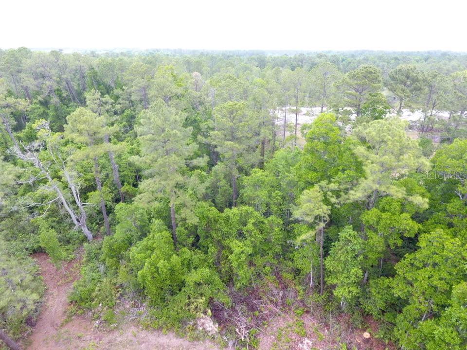 An aerial view shows a dense, wooded lot with tall pine trees and thick undergrowth — 161 SNAKE HILL ROAD, CRESCENT CITY, FL