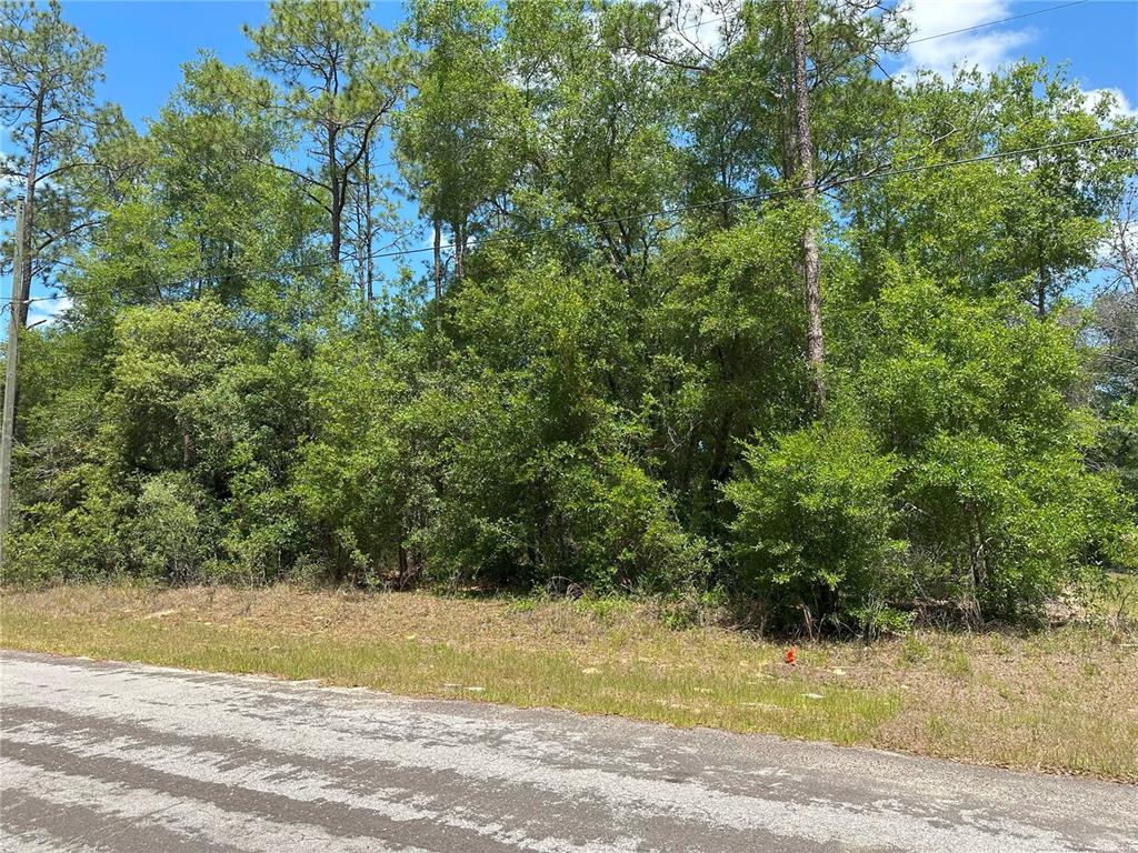 A paved road runs alongside a wooded lot with dense trees and vegetation — 1571 W ALEXANDER DRIVE, CITRUS SPRINGS, FL