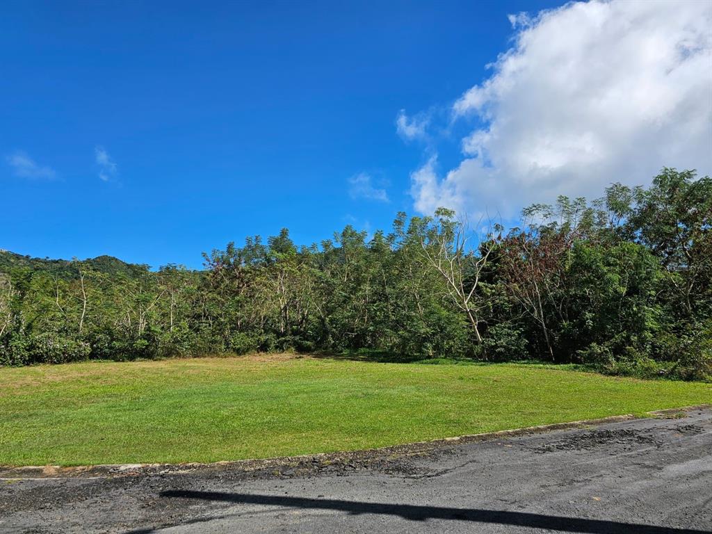A grassy, vacant lot sits in front of a dense line of trees and mountains — BO. CELADA SECTOR LOS CHINO, GURABO, PR