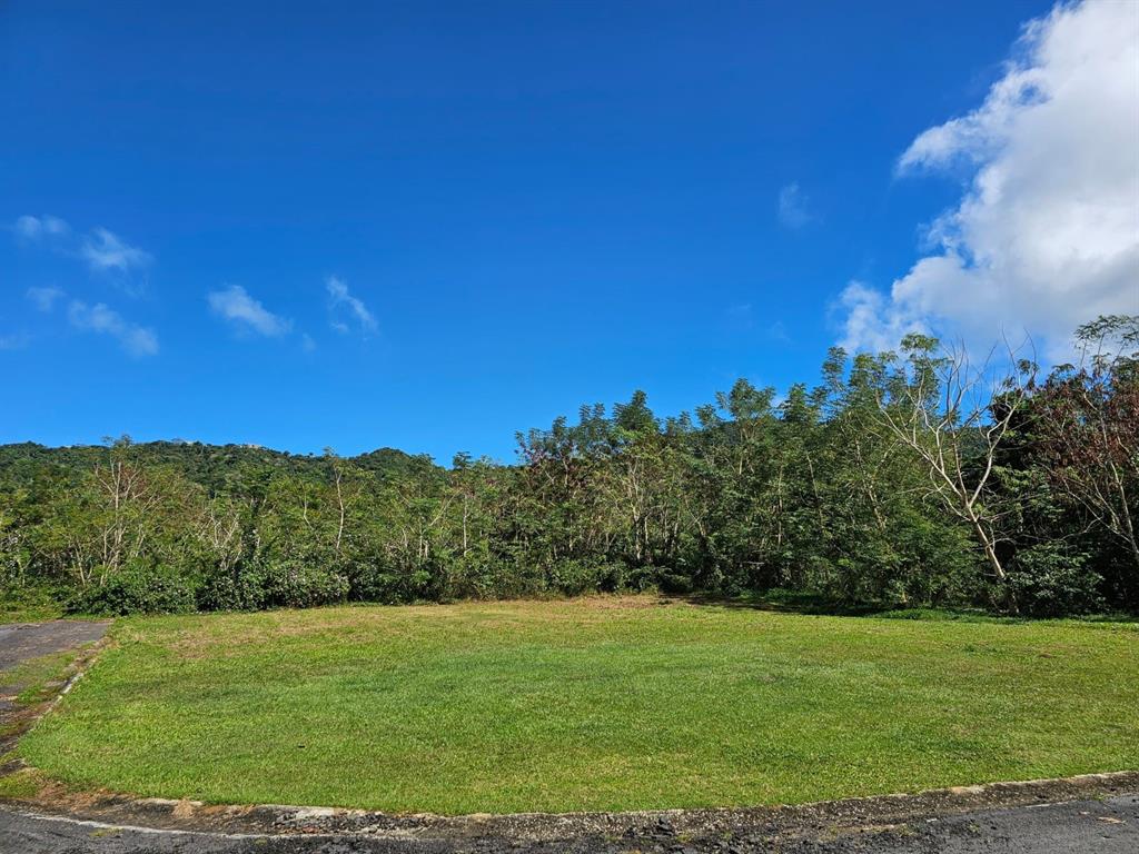 A vacant, grassy residential lot sits in front of a dense forest and mountain range — BO. CELADA SECTOR LOS CHINO, GURABO, PR