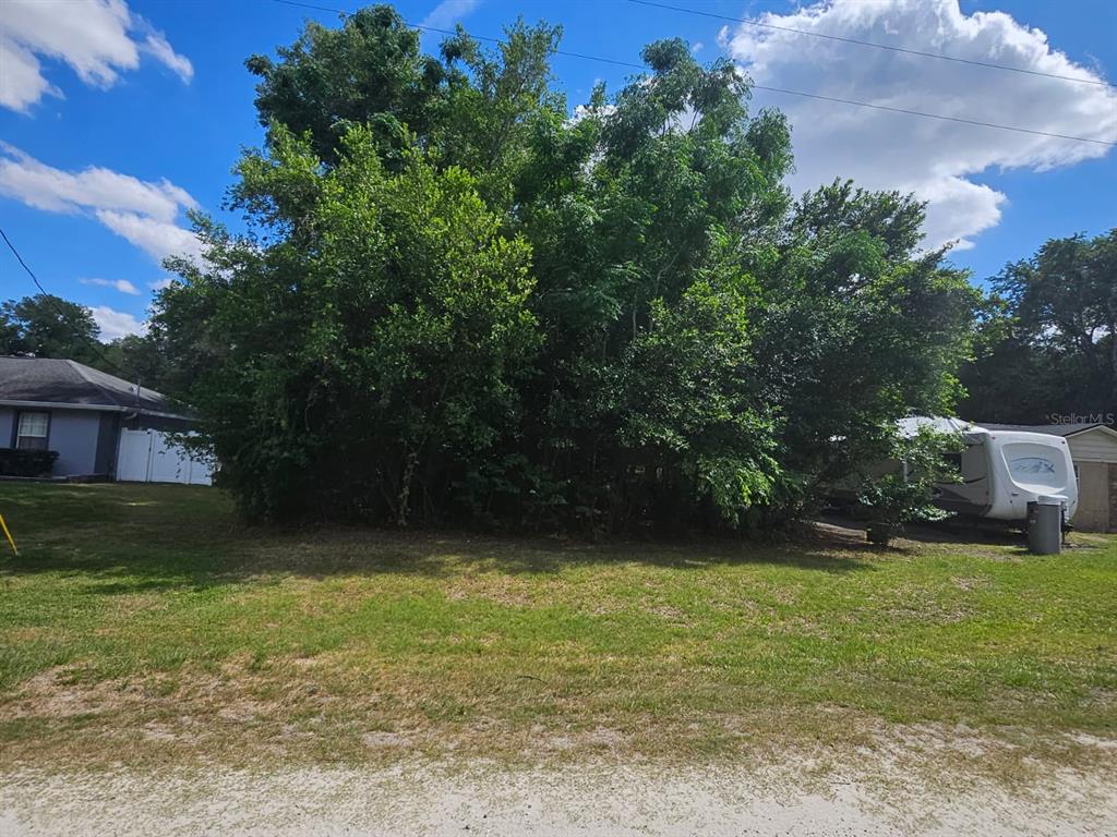 A large, dense cluster of trees stands on a grassy lot next to a house — SE 140TH LANE, SUMMERFIELD, FL