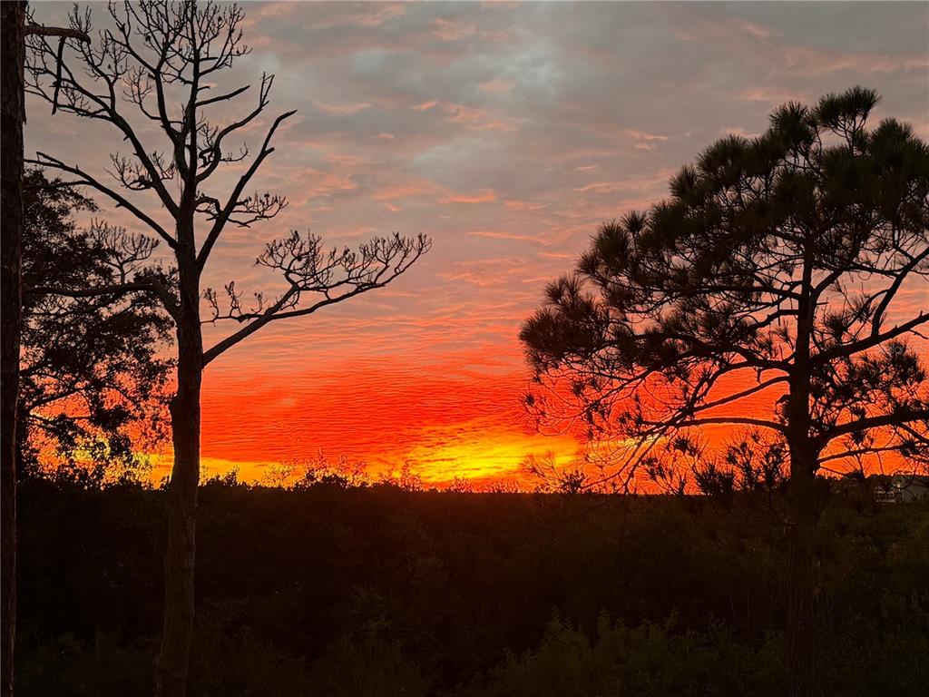 A vibrant orange and yellow sunset glows behind silhouetted pine trees and dark foliage — 1059 S POINTE ALEXIS DR, TARPON SPRINGS, FL