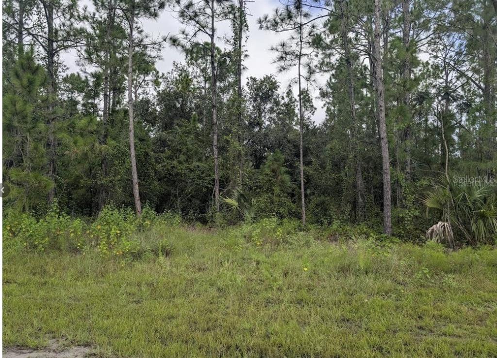 A grassy, undeveloped lot is bordered by a dense forest of tall pine trees — 1122 POINCIANA DRIVE, INDIAN LAKE ESTATES, FL