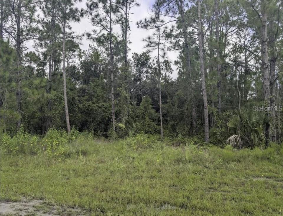 A grassy clearing leads to a dense forest of pine trees and thick undergrowth — 1122 POINCIANA DRIVE, INDIAN LAKE ESTATES, FL