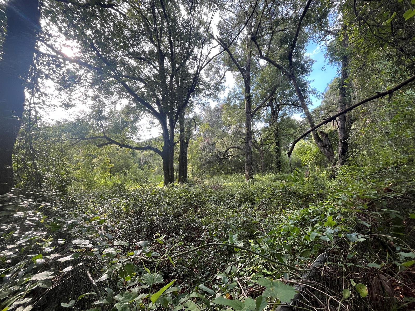 A dense, wooded area features large, mature trees surrounded by thick, low-lying green undergrowth — 305 Milton Avenue, FL 32148, FL
