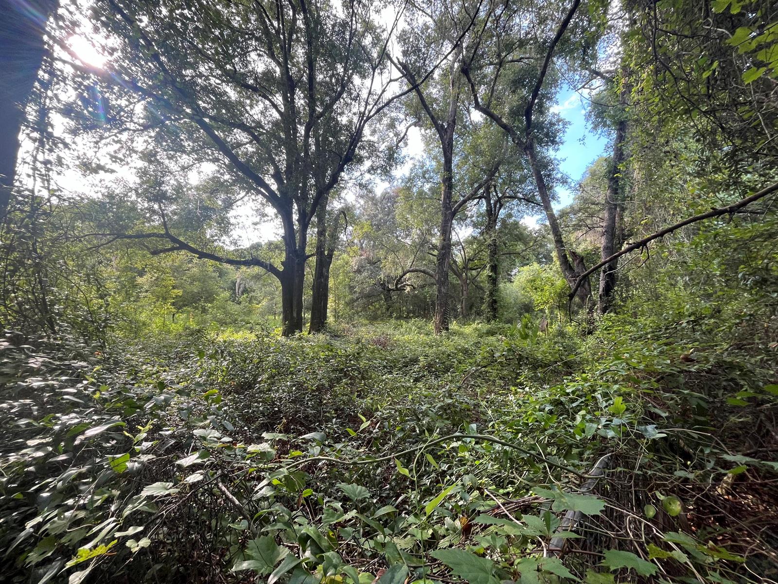 A dense, wooded area with tall trees and thick undergrowth under a bright, sunny sky — 305 Milton Avenue, FL 32148, FL