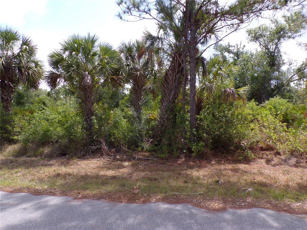 A paved road runs in front of a wooded lot with several tall palm trees — 2300 REMAGEN STREET, PORT CHARLOTTE, FL