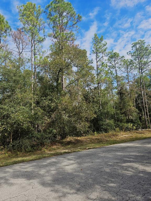 A paved road runs alongside a wooded lot with tall pine trees and dense undergrowth — SOUTHWEST 206TH COURT RD, DUNNELLON, FL