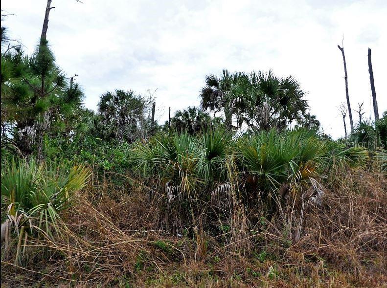 A view of a wooded lot featuring saw palmettos, pine trees, and dry brush — PIMENTO CIRCLE, NORTH PORT, FL