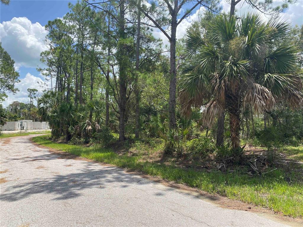 A paved road leads past a wooded lot with pine trees and a palm tree — APRICOLA RD, NORTH PORT, FL