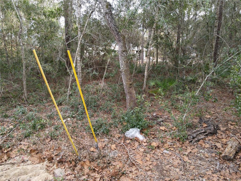 A wooded lot features two yellow survey markers in the foreground and dense vegetation — W SEVENTH AVENUE, UMATILLA, FL