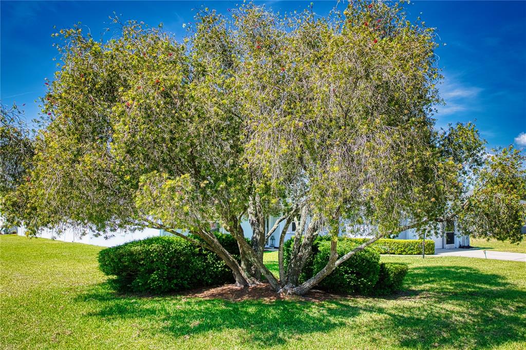 A large, multi-trunked bottlebrush tree stands in a grassy yard in front of a house — 10 ROCKWELL LANE, PALM COAST, FL