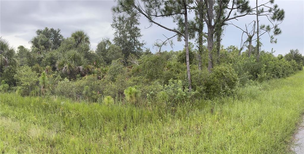 A view of a densely wooded, undeveloped lot covered in tall grass and native trees — 14266 WHITESIDES AVENUE, PORT CHARLOTTE, FL