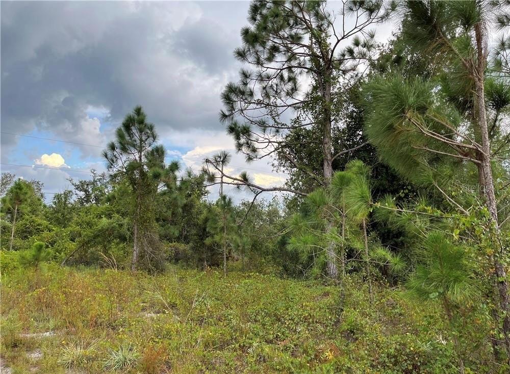 A view of a wooded lot with pine trees and low-lying vegetation under a cloudy sky — 2250 SULSTONE DRIVE, PUNTA GORDA, FL