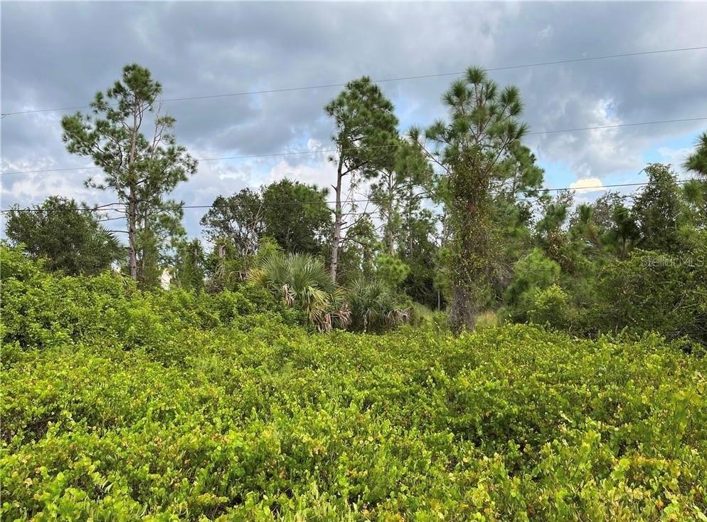 A dense, overgrown lot features a variety of trees and shrubs under a cloudy sky — 2250 SULSTONE DRIVE, PUNTA GORDA, FL