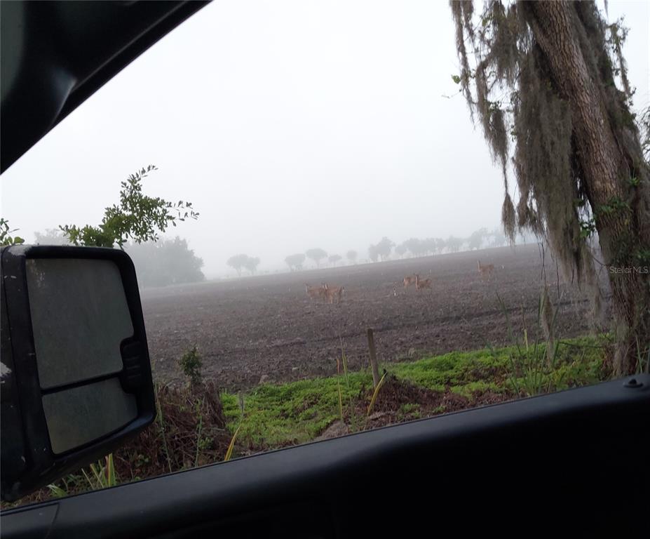 A view from a vehicle window showing deer in a large, foggy, plowed field — 1823 WELCOME ROAD, LITHIA, FL
