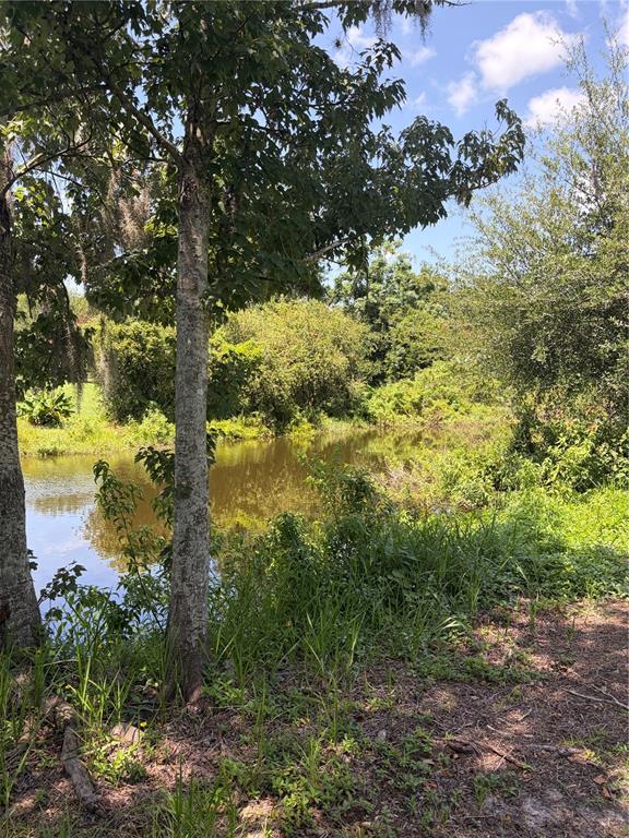A grassy lot features a single-story house partially obscured by trees and a paved road — 30624 CLEARVIEW DRIVE, WESLEY CHAPEL, FL