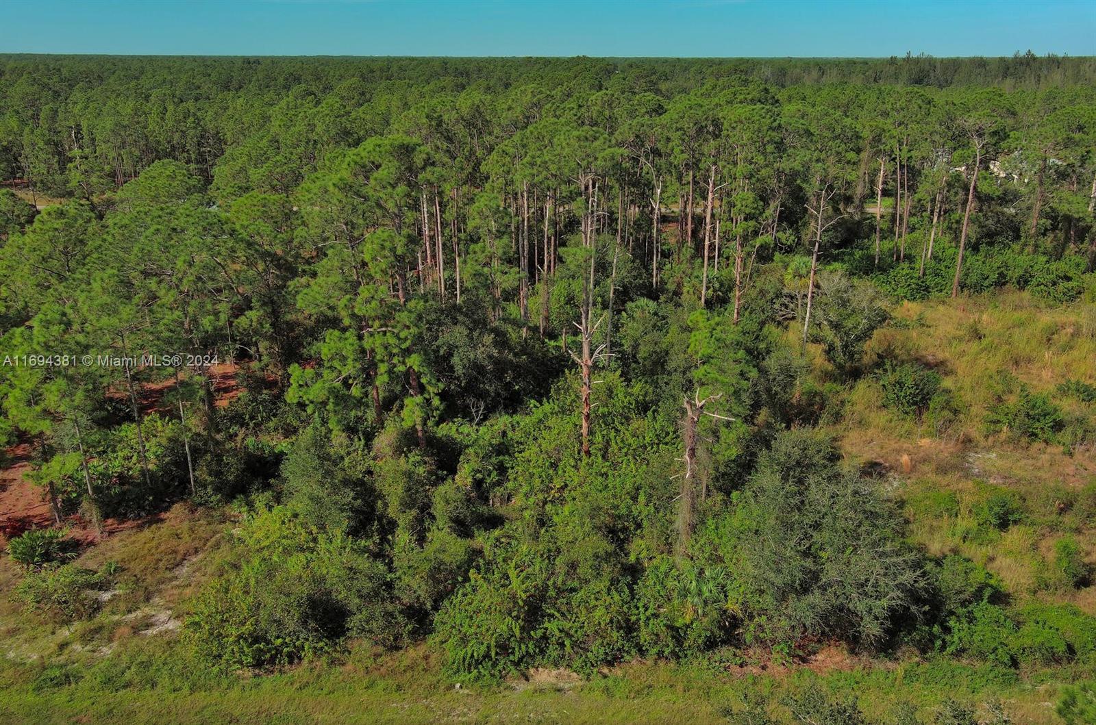 An aerial view shows a dense forest with tall pine trees and thick undergrowth — 1515 Glenn Ave, Lehigh Acres FL 33972, LEHIGH ACRES, FL