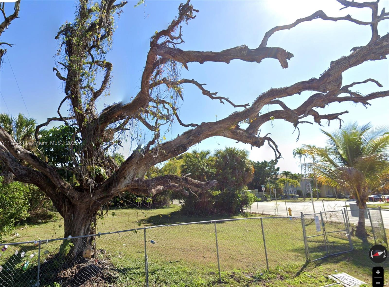 A large, bare tree stands in a grassy lot enclosed by a chain-link fence — 309 NE 54th St, Miami FL 33137, MIAMI, FL